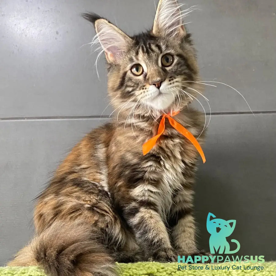 Eight Maine Coon female black tortie tabby - live animals