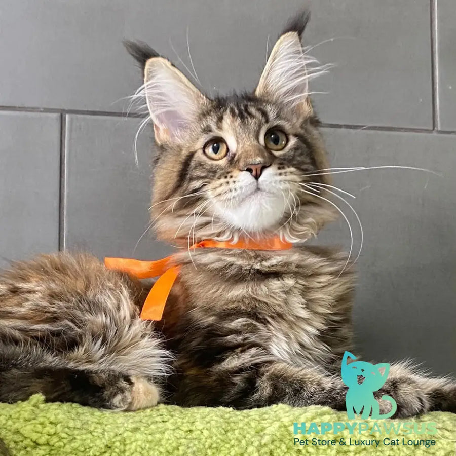Eight Maine Coon female black tortie tabby - live animals