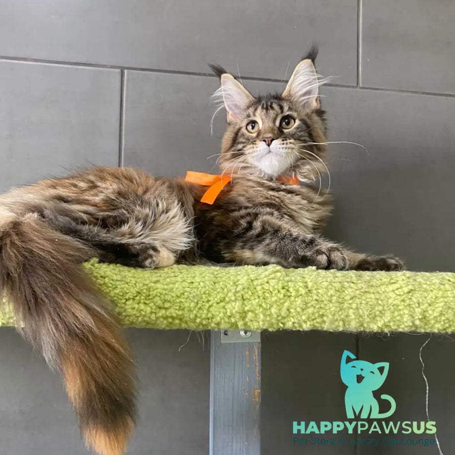 Eight Maine Coon female black tortie tabby - live animals