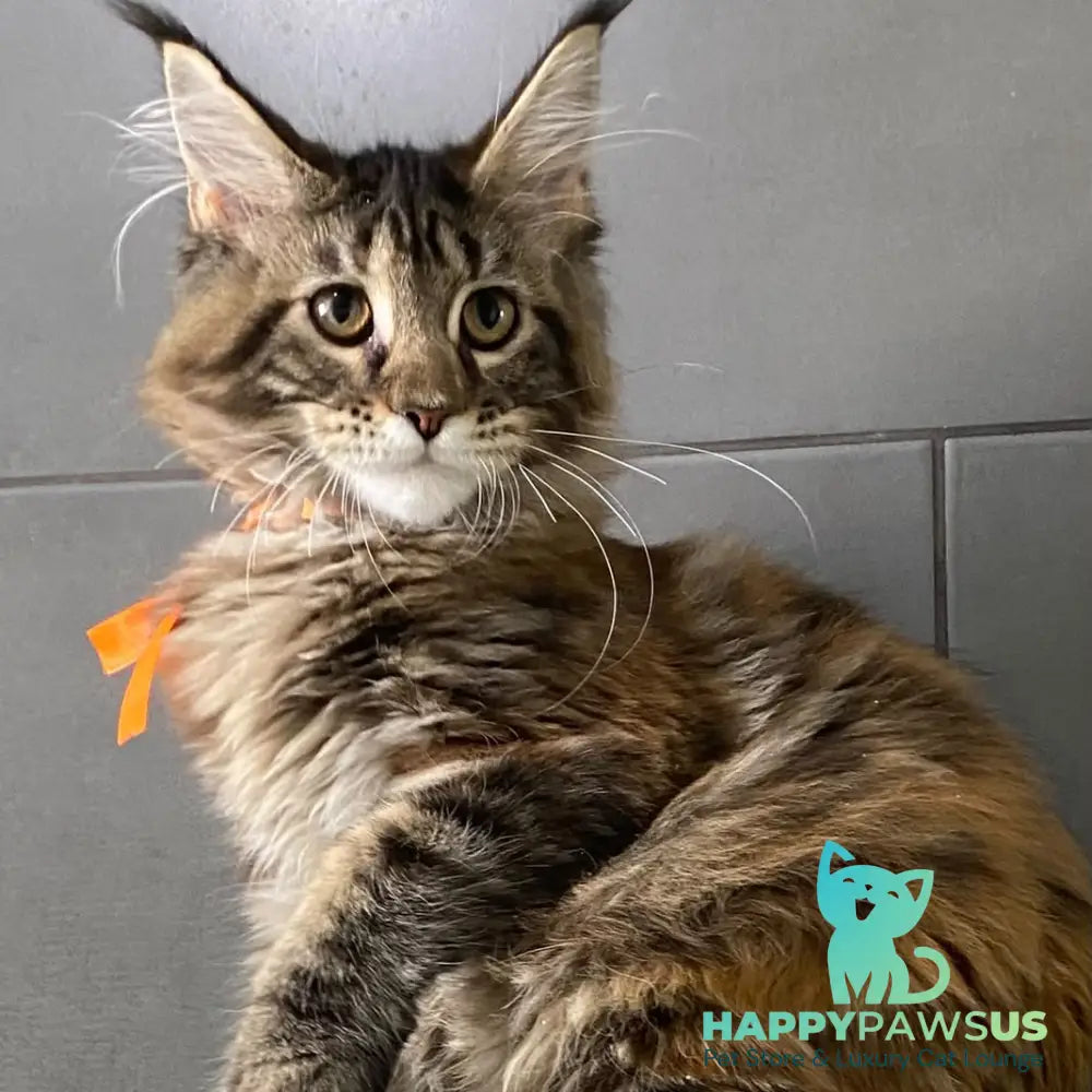 Eight Maine Coon female black tortie tabby - live animals