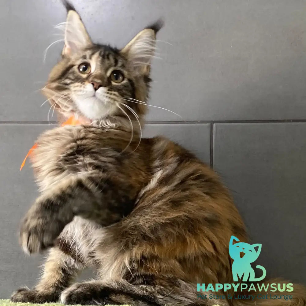 Eight Maine Coon female black tortie tabby - live animals