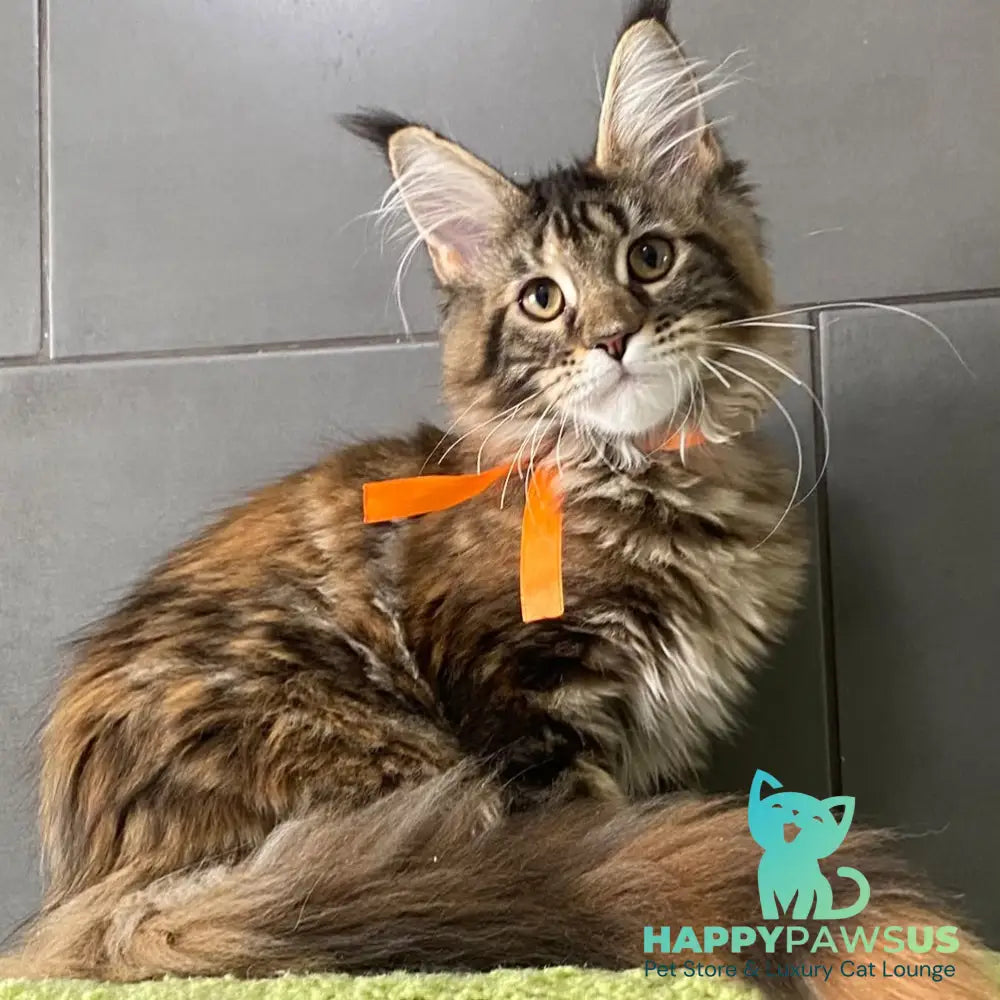 Eight Maine Coon female black tortie tabby - live animals