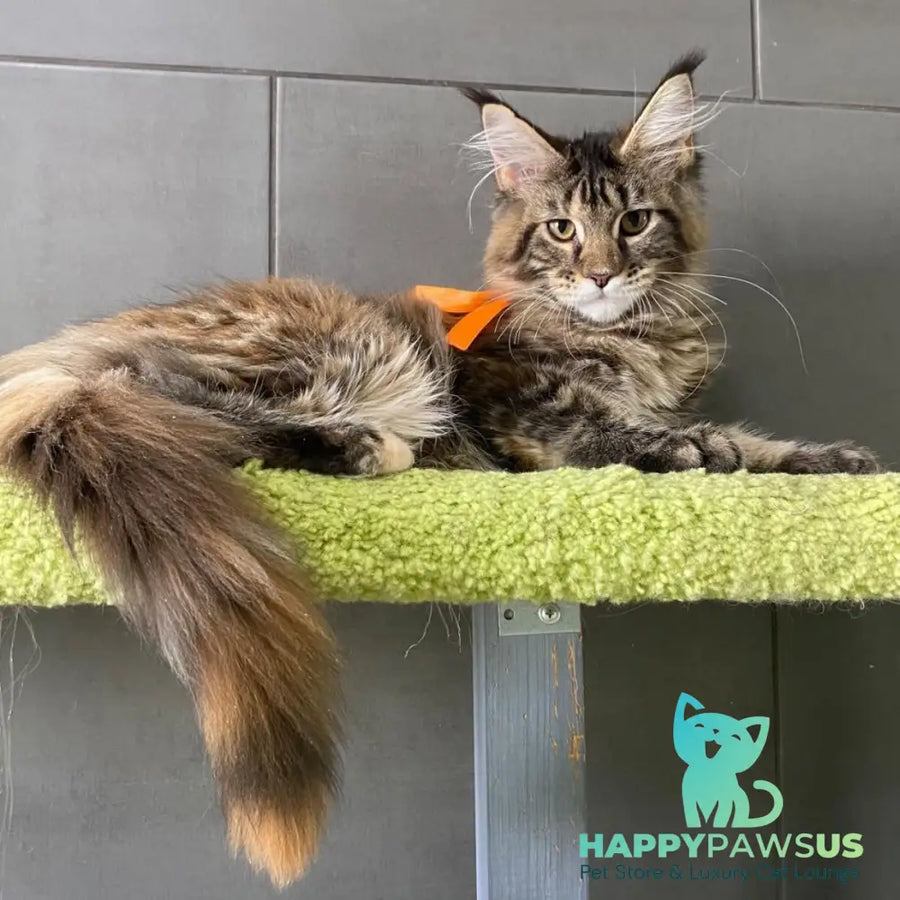 Eight Maine Coon female black tortie tabby - live animals