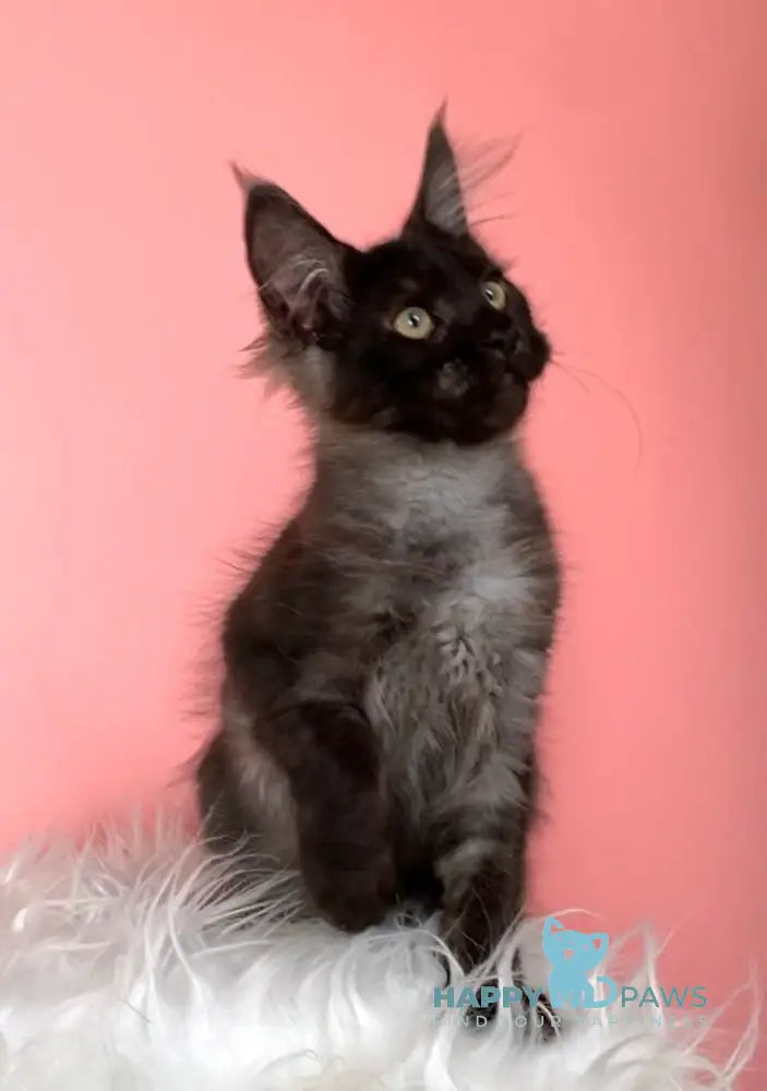 Eileen Maine Coon female black smoke live animals