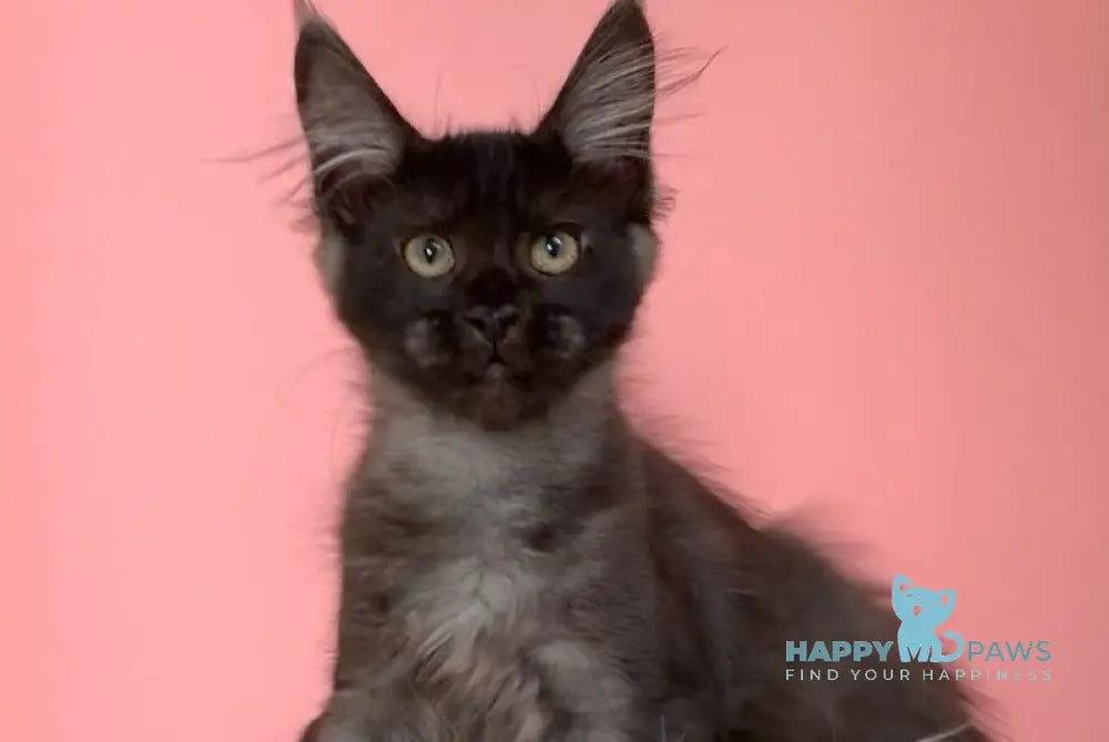 Eileen Maine Coon female black smoke live animals