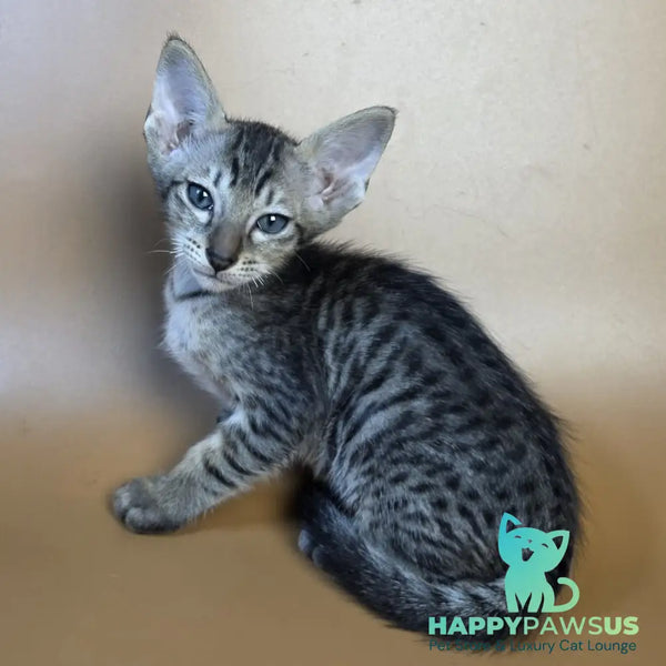 Einar Oriental Shorthair male black spotted tabby - live animals