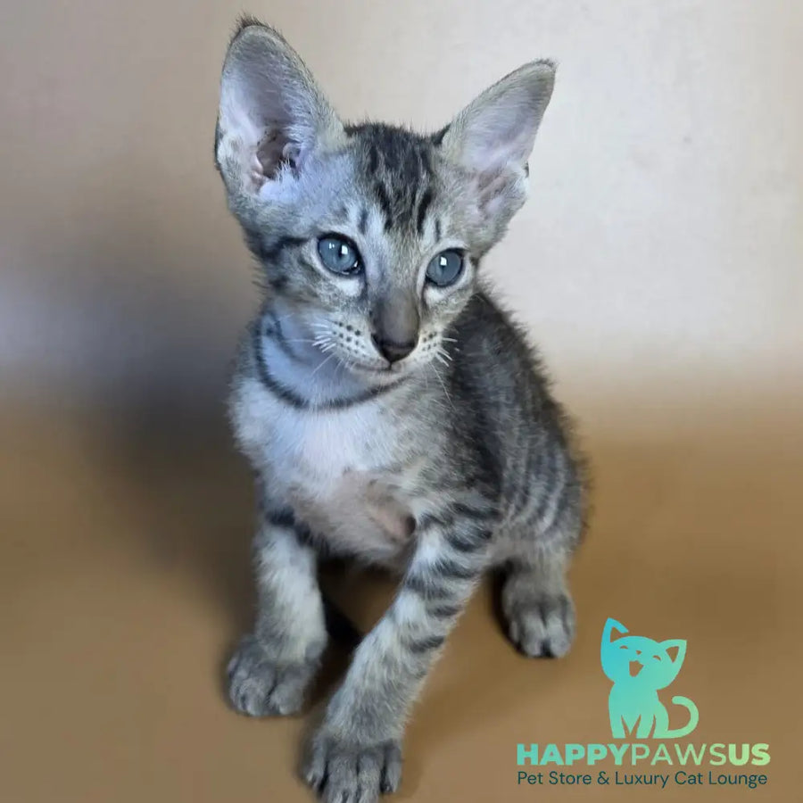 Einar Oriental Shorthair male black spotted tabby - live animals