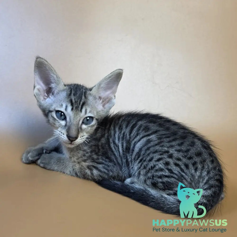 Einar Oriental Shorthair male black spotted tabby - live animals