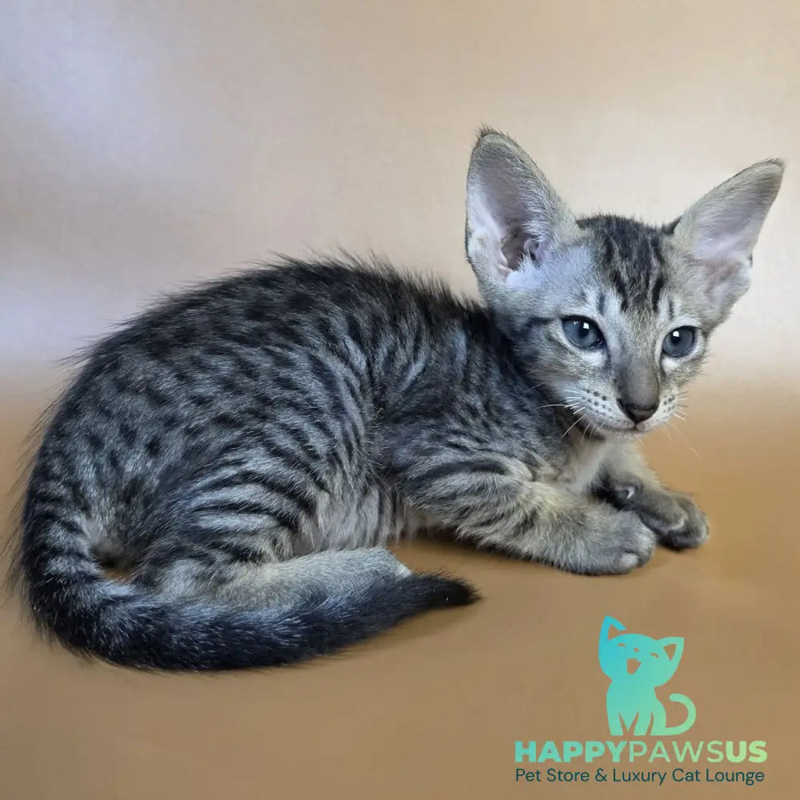 Einar Oriental Shorthair male black spotted tabby - live animals