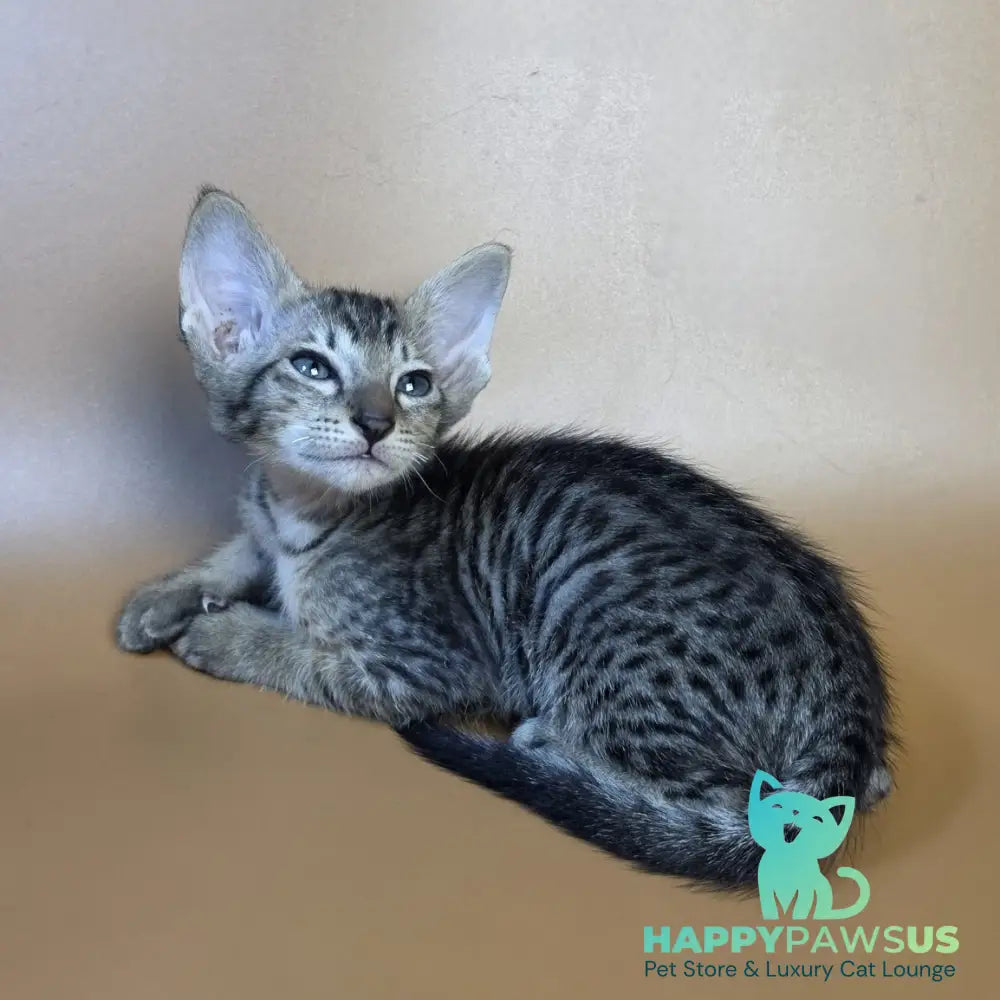 Einar Oriental Shorthair male black spotted tabby - live animals