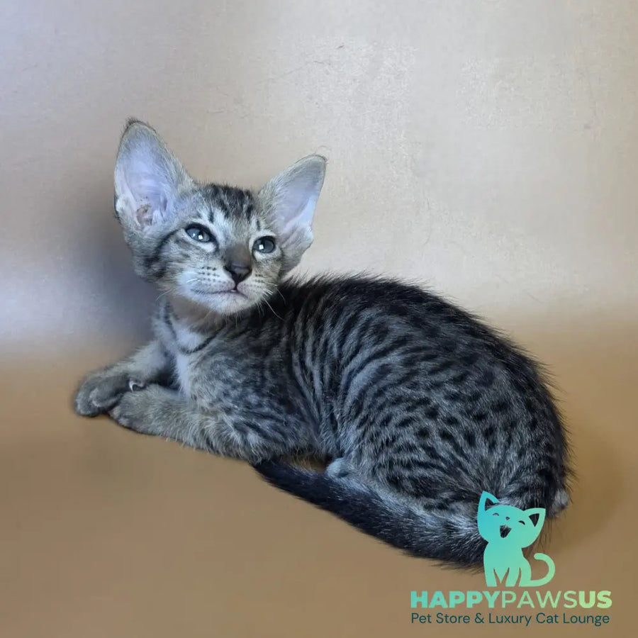Einar Oriental Shorthair male black spotted tabby - live animals