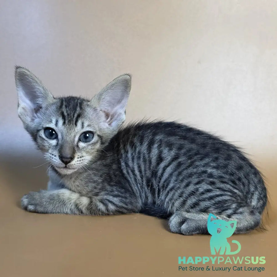Einar Oriental Shorthair male black spotted tabby - live animals