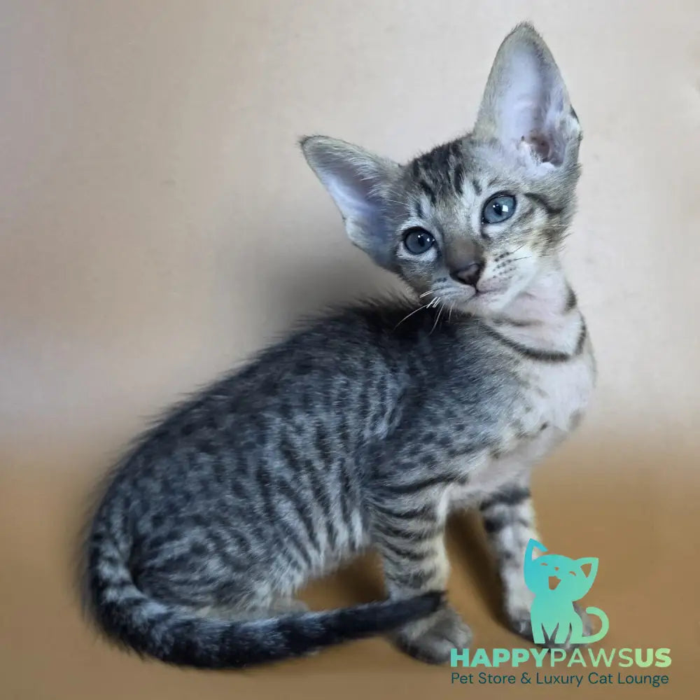 Einar Oriental Shorthair male black spotted tabby - live animals
