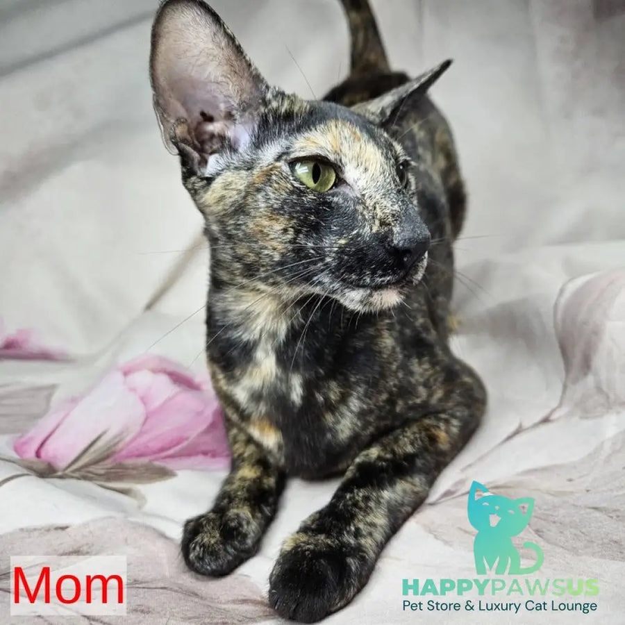 Eir Siamese female black tortie - live animals