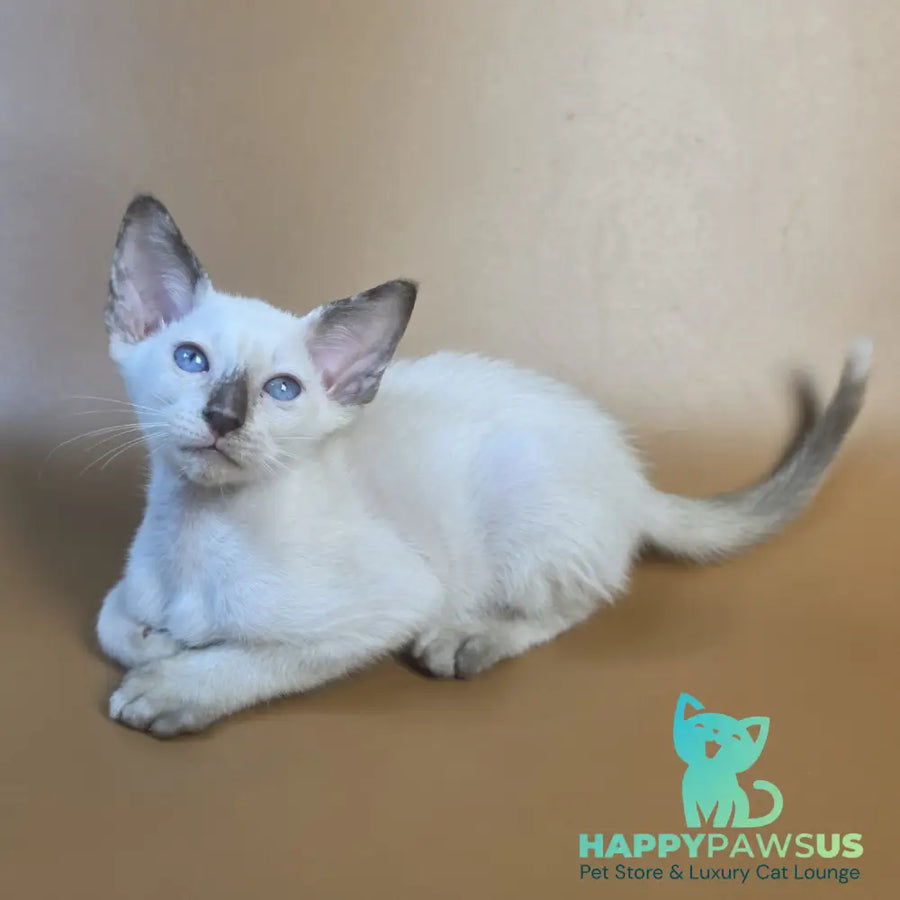 Eir Siamese female black tortie - live animals