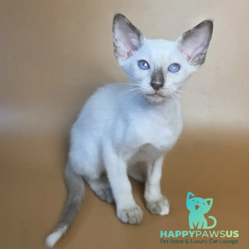 Eir Siamese female black tortie - live animals