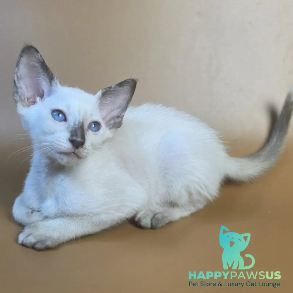 Eir Siamese female black tortie - live animals