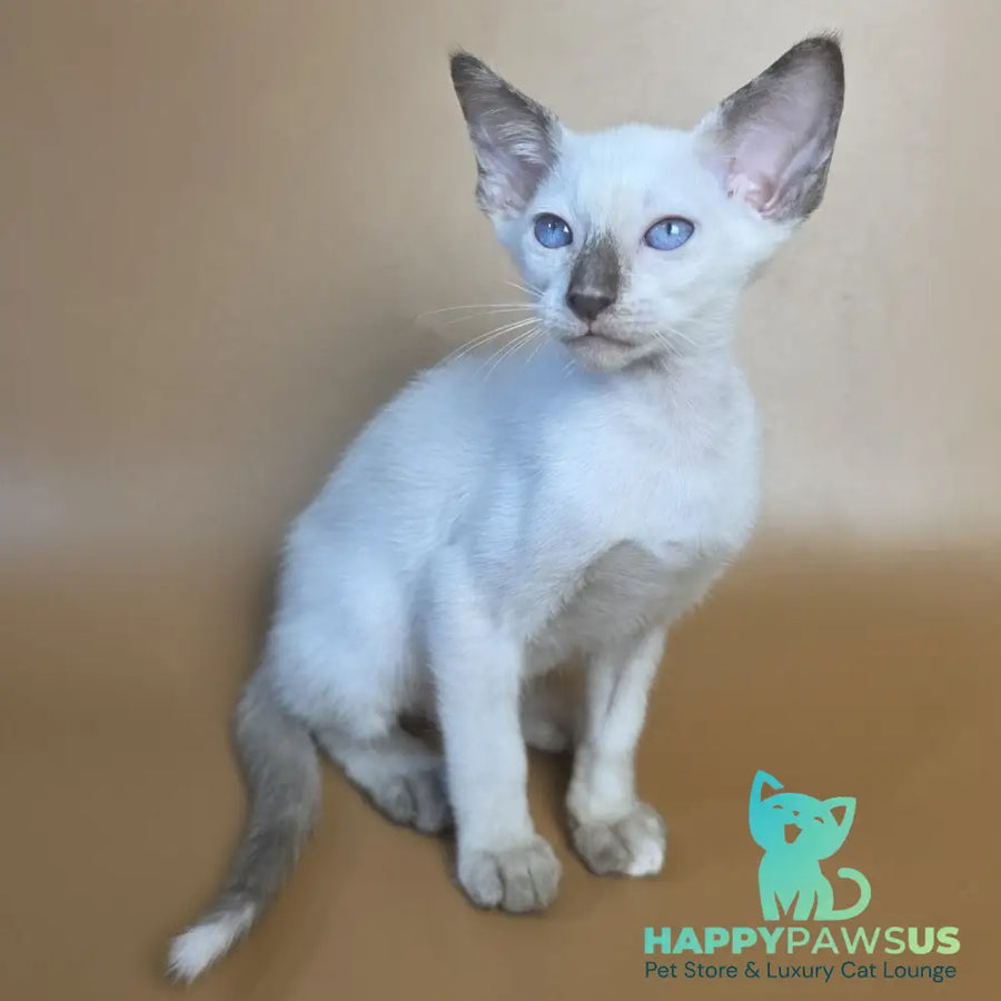 Eir Siamese female black tortie - live animals