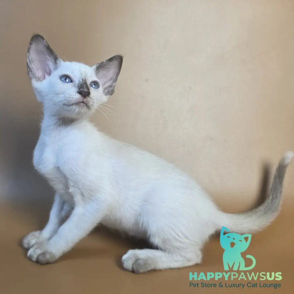 Eir Siamese female black tortie - live animals