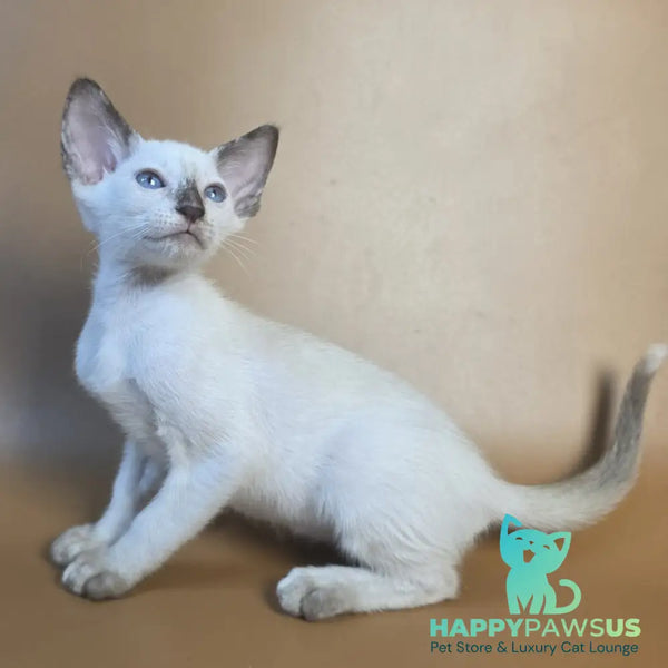 Eir Siamese female black tortie - live animals