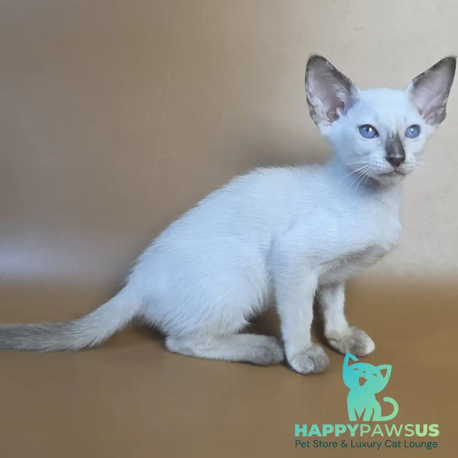 Eir Siamese female black tortie - live animals