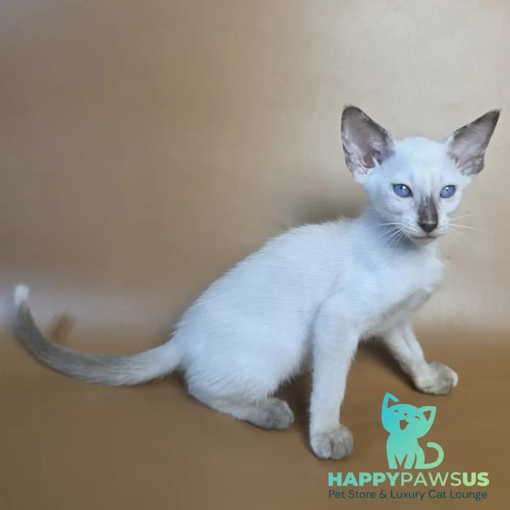 Eir Siamese female black tortie - live animals