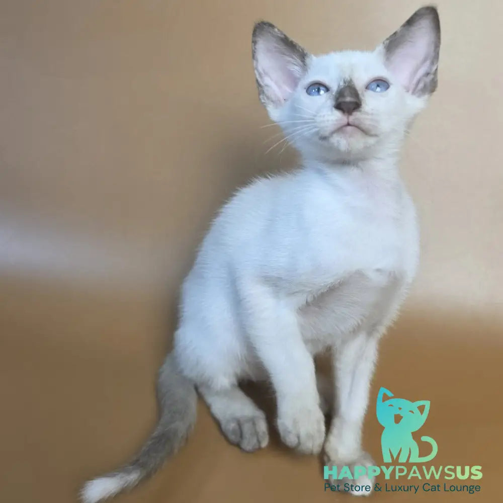 Eir Siamese female black tortie - live animals