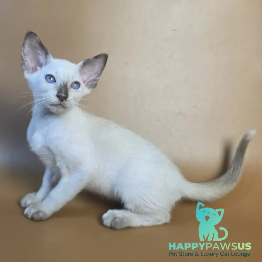 Eir Siamese female black tortie - live animals
