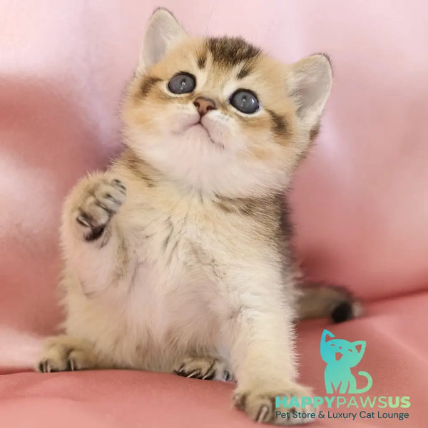 Ekler Scottish Straight male black golden ticked tabby - live animals