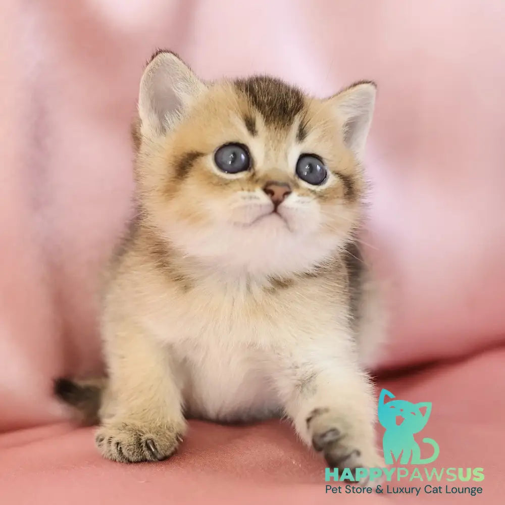 Ekler Scottish Straight male black golden ticked tabby - live animals