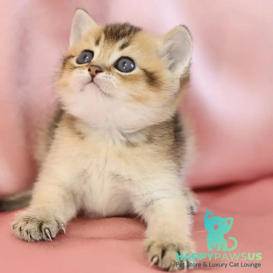 Ekler Scottish Straight male black golden ticked tabby - live animals