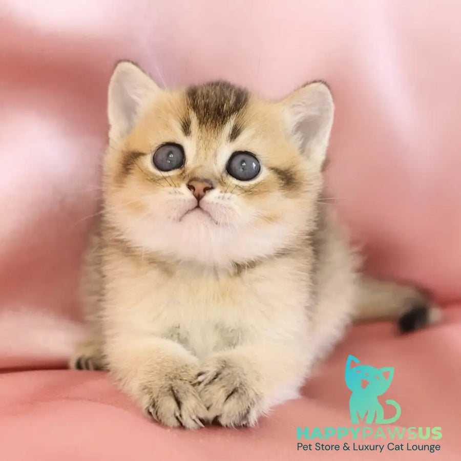 Ekler Scottish Straight male black golden ticked tabby - live animals