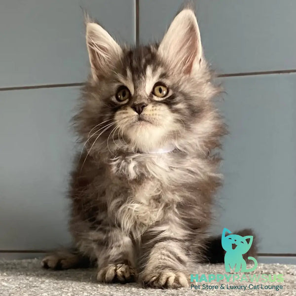 El Dorado Maine Coon male black silver tabby - live animals