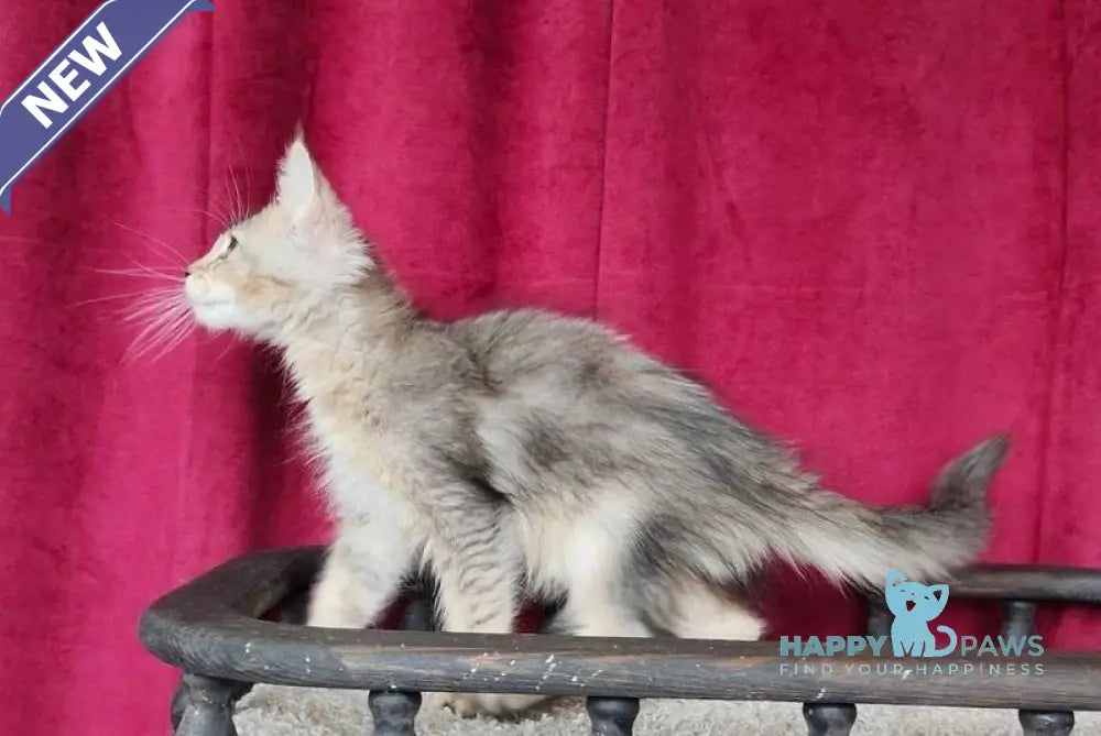Ela Maine Coon female black golden ticked tabby live animals