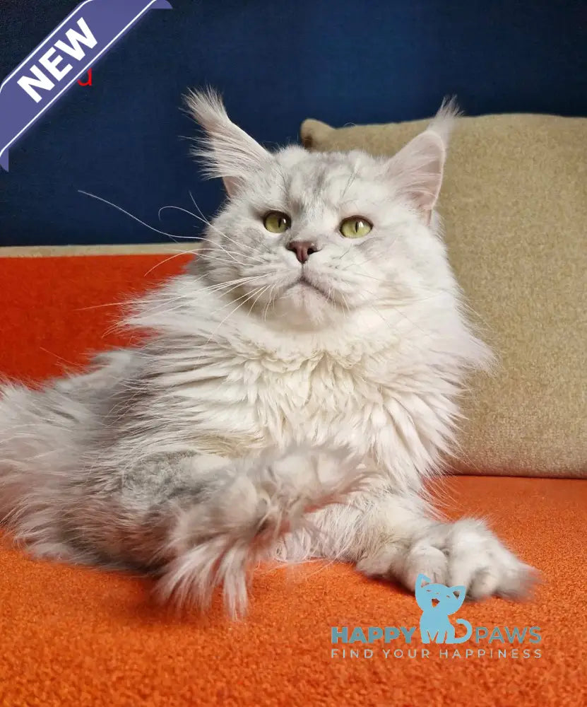 Ela Maine Coon female black golden ticked tabby live animals