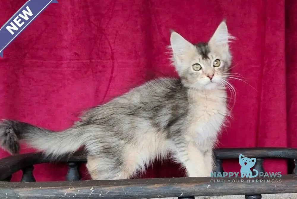 Ela Maine Coon female black golden ticked tabby live animals