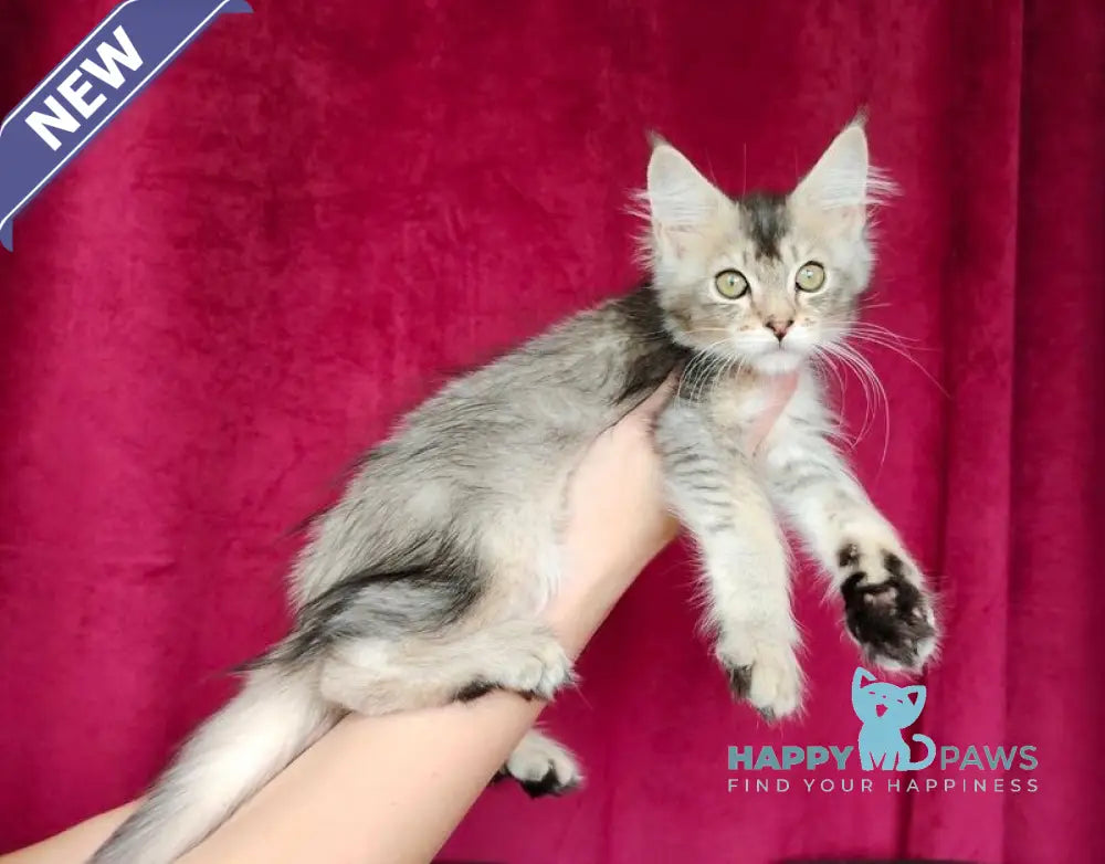 Ela Maine Coon female black golden ticked tabby live animals