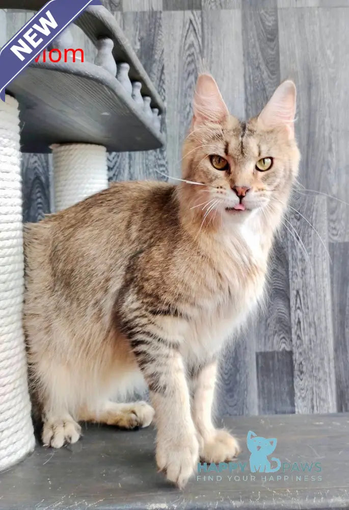 Ela Maine Coon female black golden ticked tabby live animals
