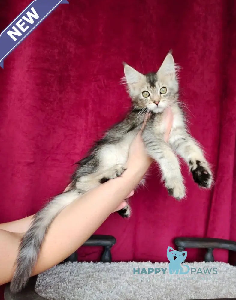 Ela Maine Coon female black golden ticked tabby live animals