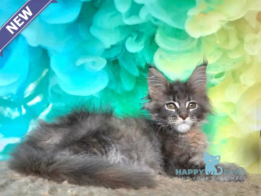 Elabuga Maine Coon female blue tortie ticked tabby live animals