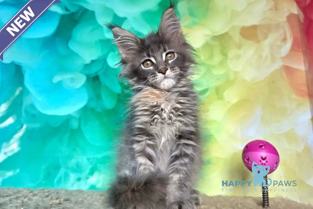 Elabuga Maine Coon female blue tortie ticked tabby live animals