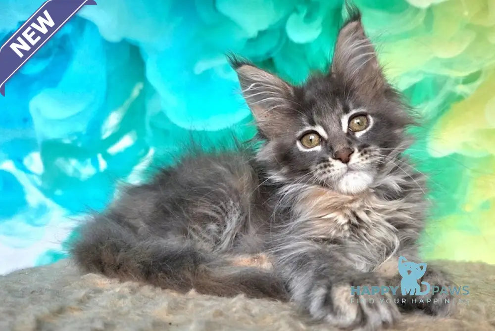 Elabuga Maine Coon female blue tortie ticked tabby live animals
