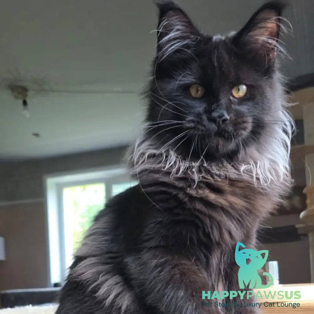 Elba Maine Coon female black - live animals