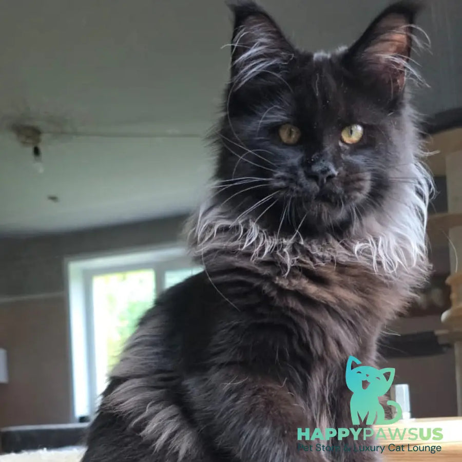 Elba Maine Coon female black - live animals