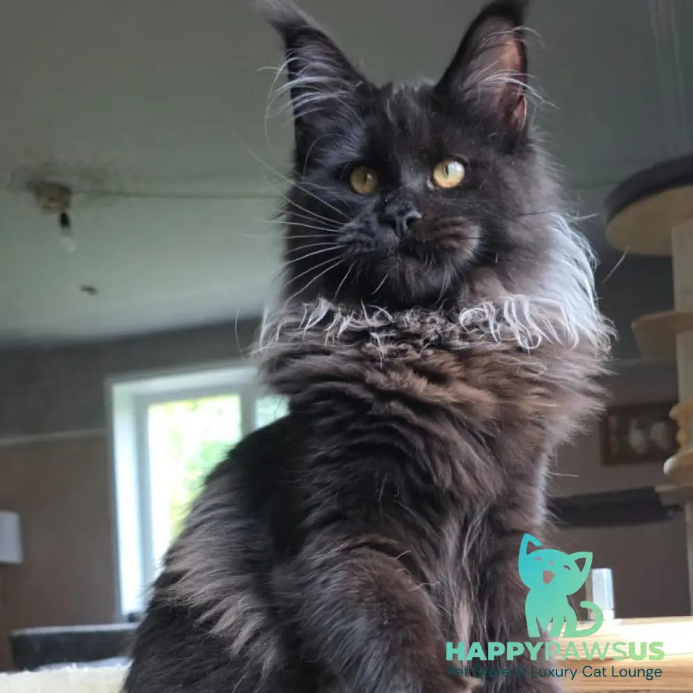 Elba Maine Coon female black - live animals