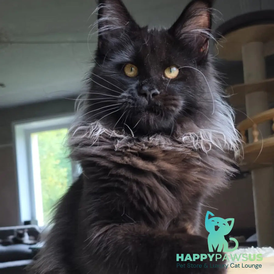 Elba Maine Coon female black - live animals
