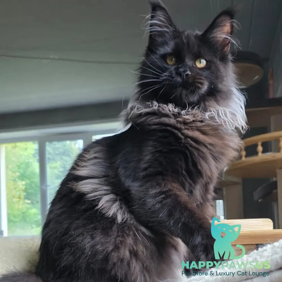 Elba Maine Coon female black - live animals