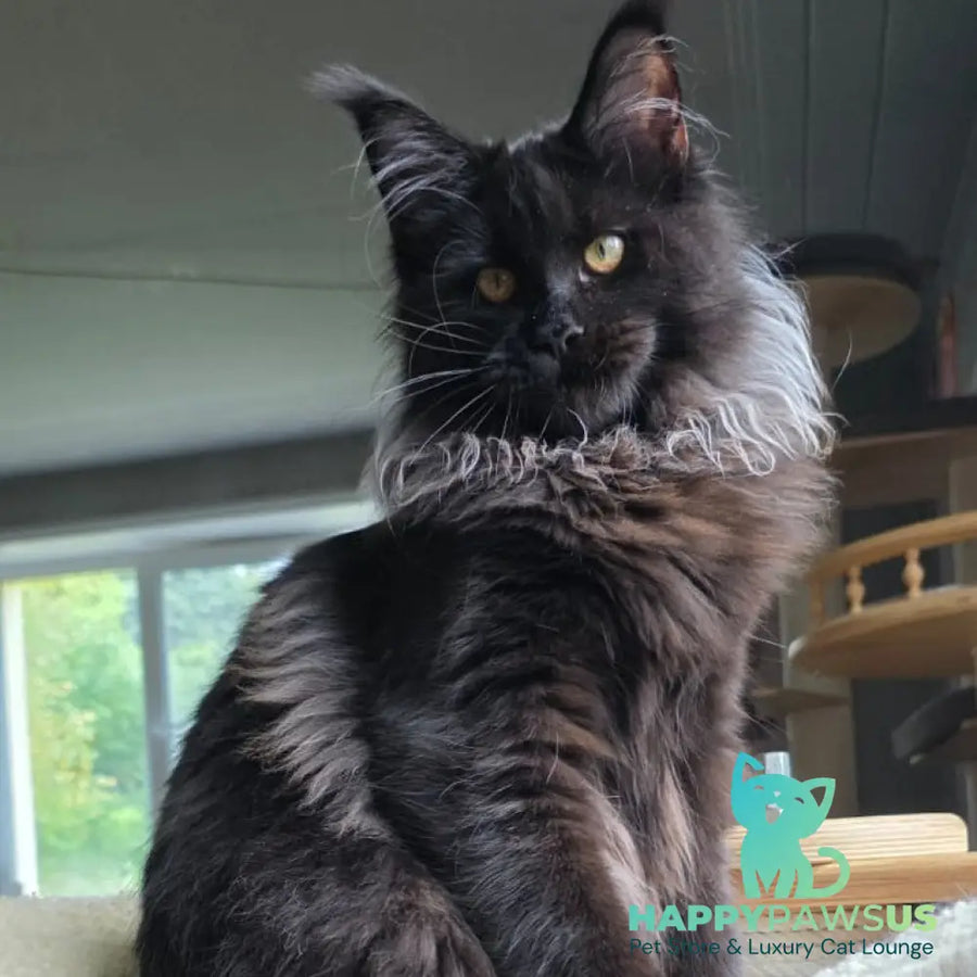 Elba Maine Coon female black - live animals