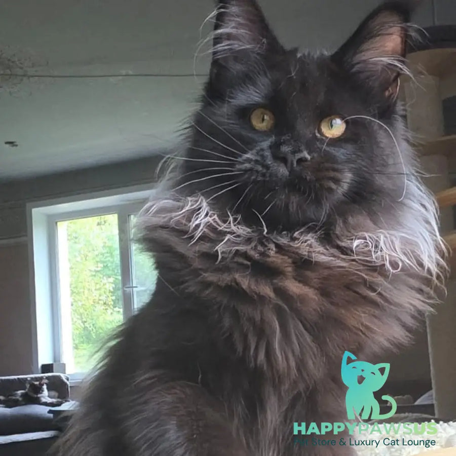 Elba Maine Coon female black - live animals