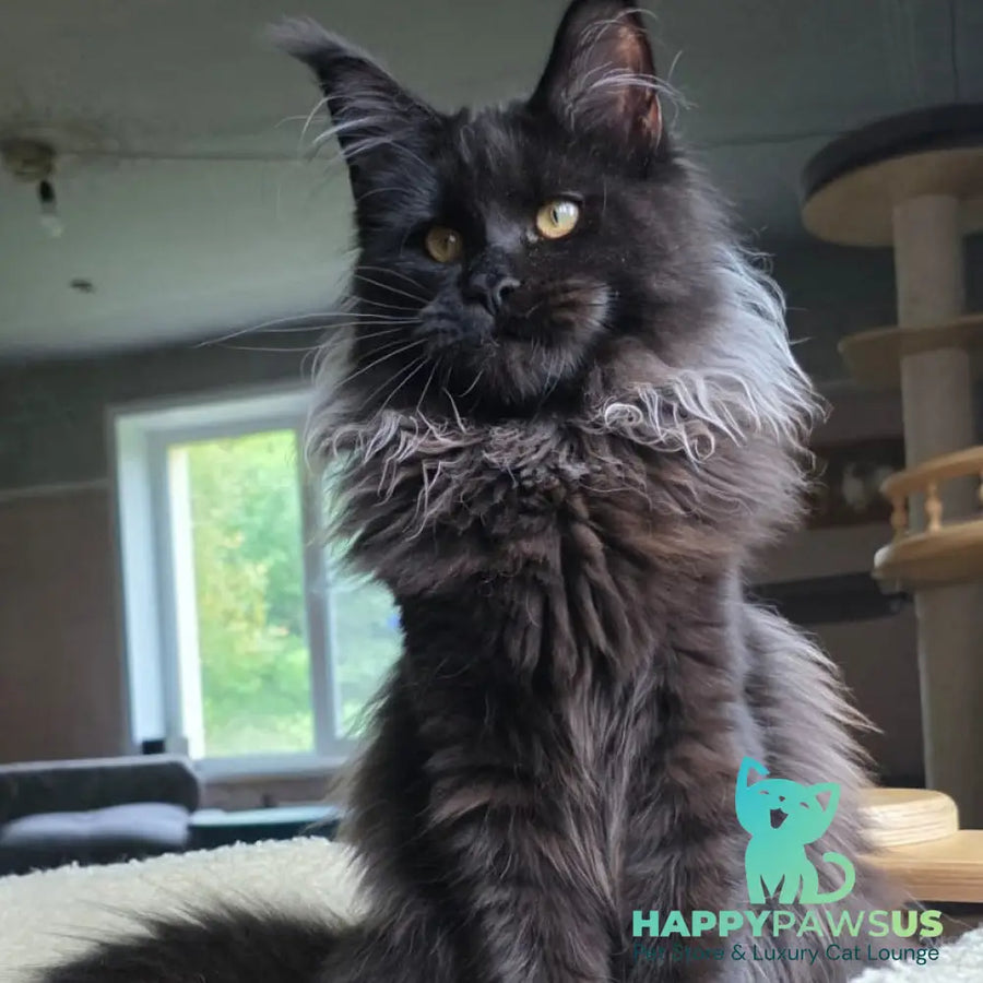 Elba Maine Coon female black - live animals
